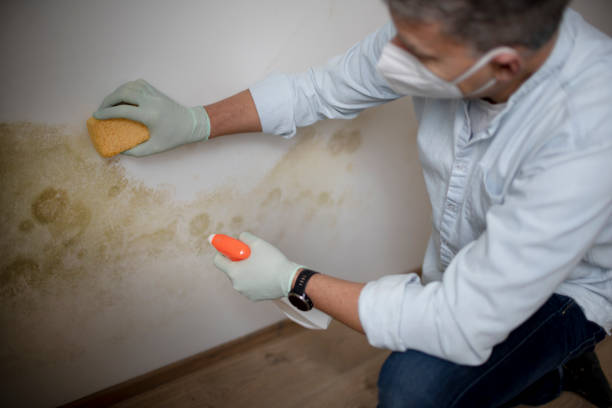 Best Residential Mold Removal  in Fort Plain, NY