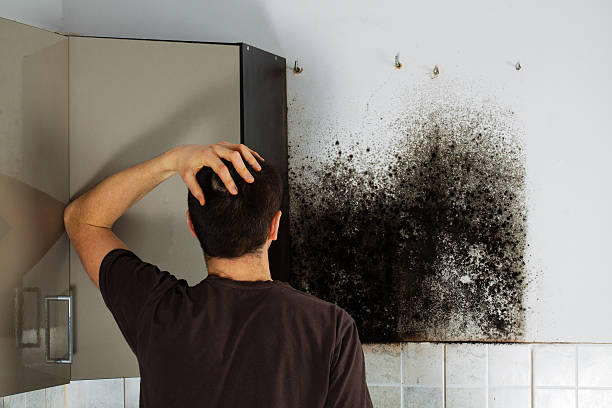 Best Mold Removal Specialists  in Fort Plain, NY