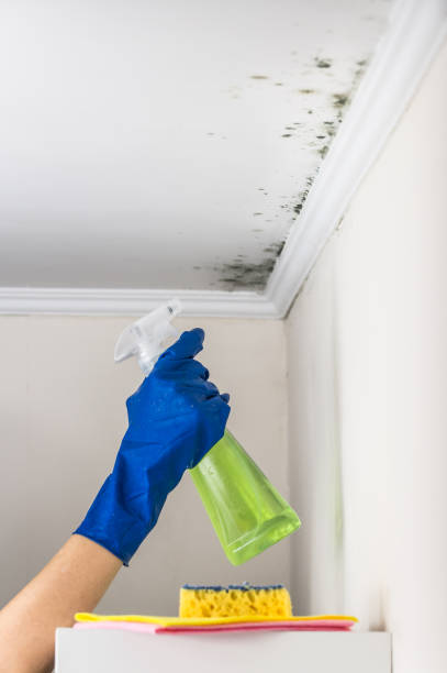 Best Fast Mold Removal  in Fort Plain, NY